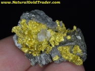 48.4 Gram Diltz Mine California Gold Specimen