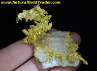 56.6 Gram Eagles Nest California Gold Specimen 
