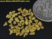 1.53 Grams of Alaska Gold Nuggets/Pickers