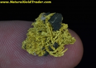 1.33 Gram Canyon City Oregon Gold Specimen