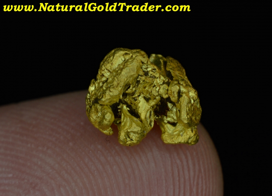 1.75 Gram Coloma California Crystallized Gold Specimen