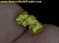 1.68 Gram Humboldt Co. Nevada Gold Nugget