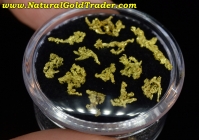 1.48 G. (12) Belshazzar ID Wire-Gold Specimens
