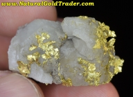 15.50 Gram California Gold & White Quartz 