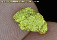1.18 Gram Sawtooth NV. Natural Gold Nugget
