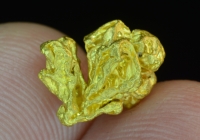 2.14 Gm. Nevada Eugene Mountain Gold Specimen