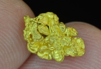 1.48 Gram Eugene Mtn. Nevada Gold Specimen