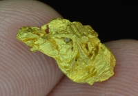 1.82 G. Pershing County Nevada Gold Specimen